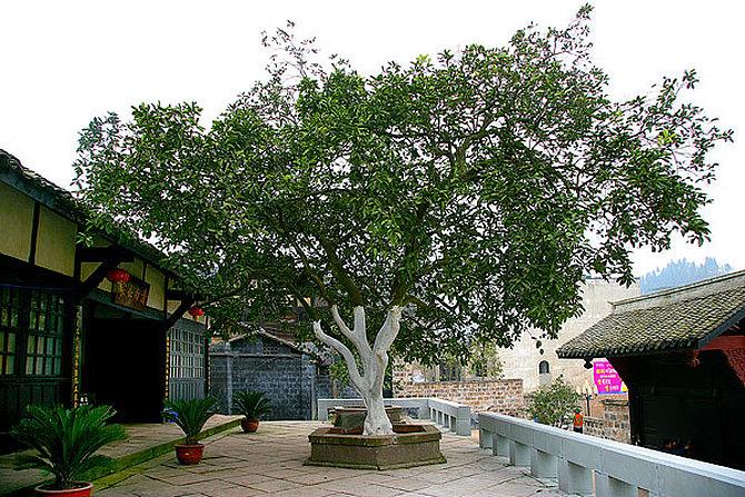 1623316705439383.jpg 1623316705439383.jpg